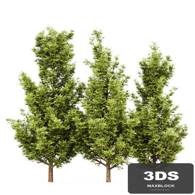 Leyland cypress - leylandi