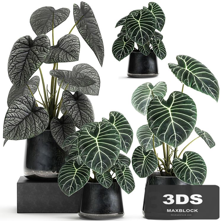 A collection of beautiful small exotic flowers in black metal pots Anthurium crystal. Set 885