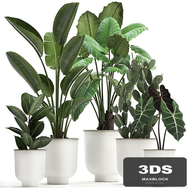 Collection of plants in white pots with strelitzia, banana, cactus, Alokasia. Set 886.