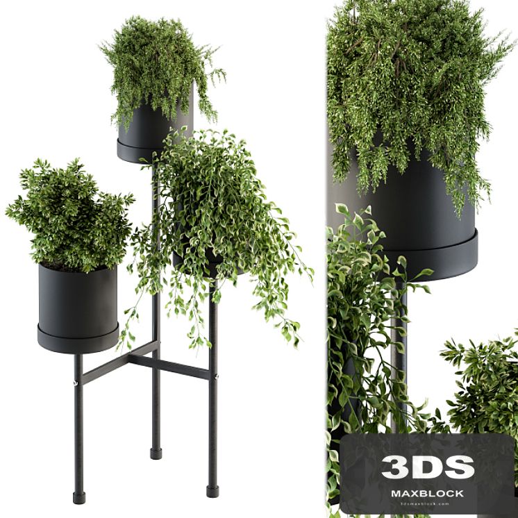 Black Box Plants on stand 07