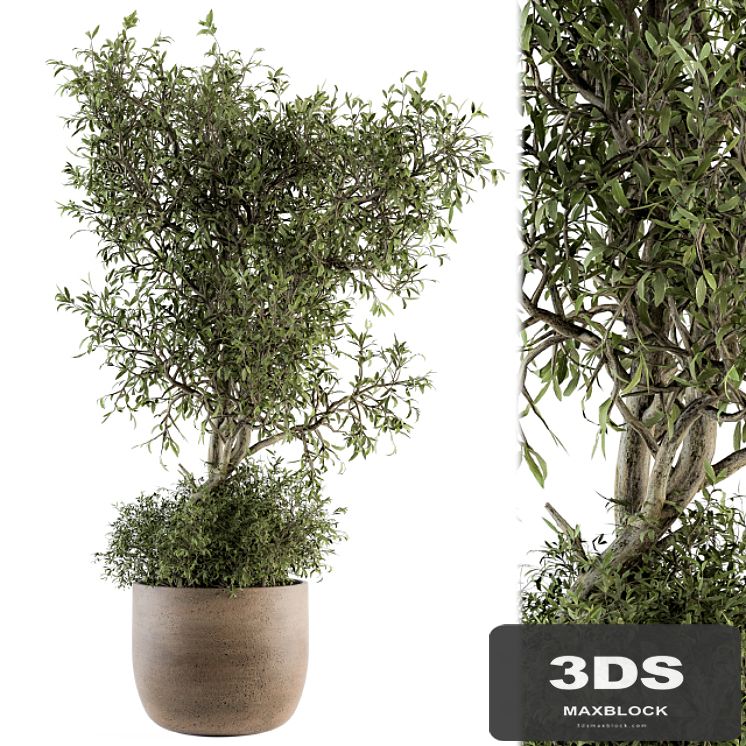 Outdoor Plant Set 178 - Plant in Pot