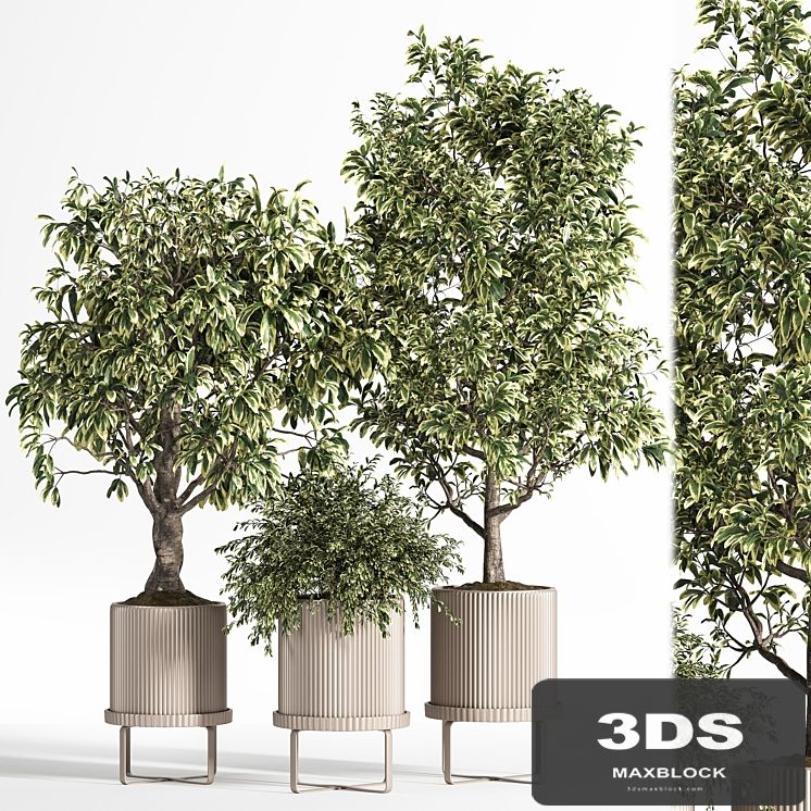 Indoor Plant Set 11 (Benjamin)