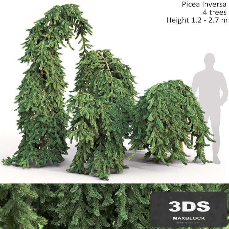 Spruce