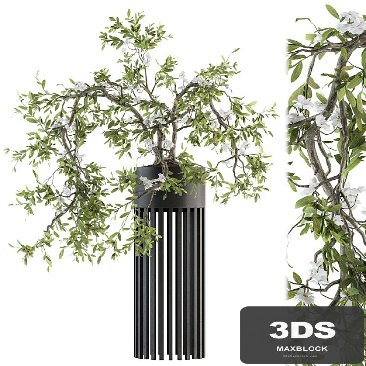 indoor Plant Set 198 - Bonsai in pot