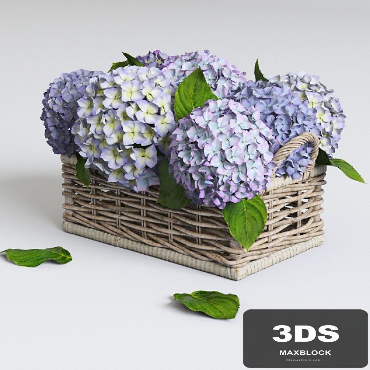 Hydrangea in basket