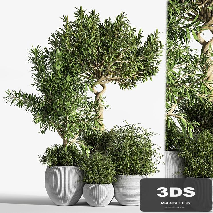 Indoor Plant Set 12