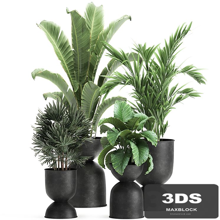 Collection of plants in black metal pots with Strelitzia, banana palm, Alokasia, rapeseed. Set 897.