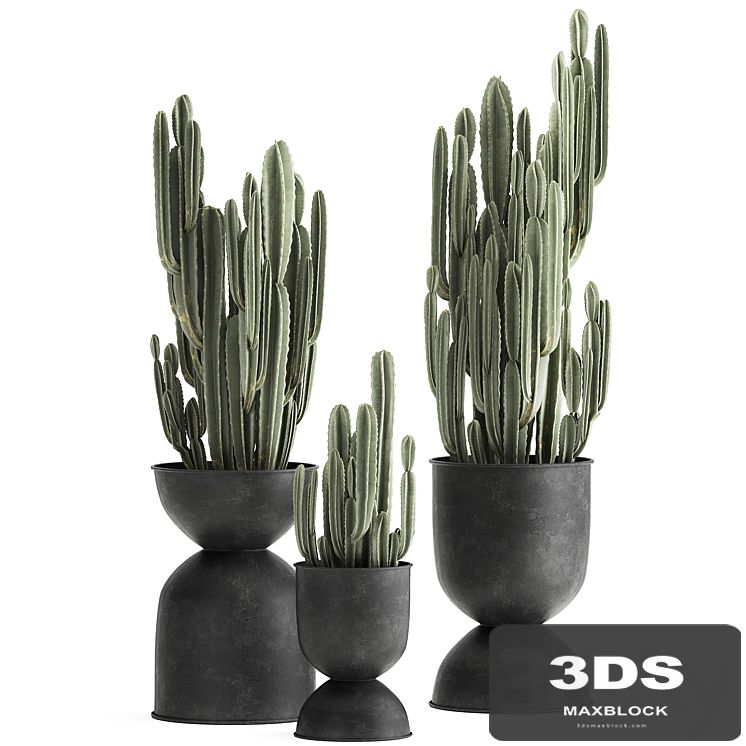 A collection of plants of beautiful cacti in black metal pots with Cereus. Set 898.