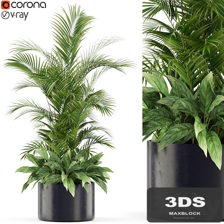 Plants collection 459