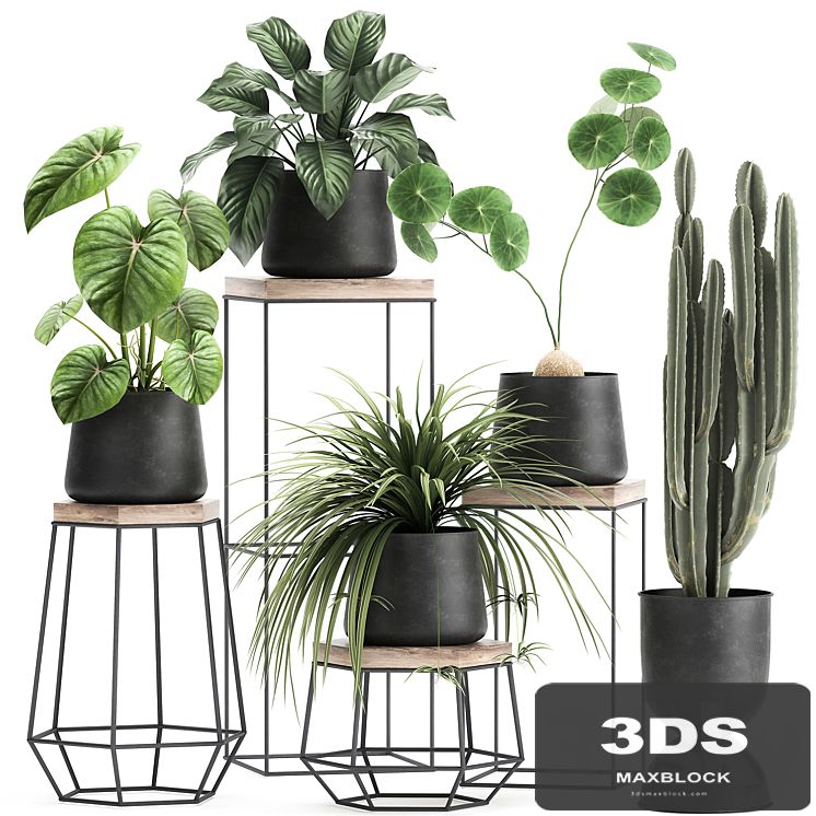 A collection of small plants on stands in black pots with Stefania Erecta, cactus, Philodendron. Set 899.