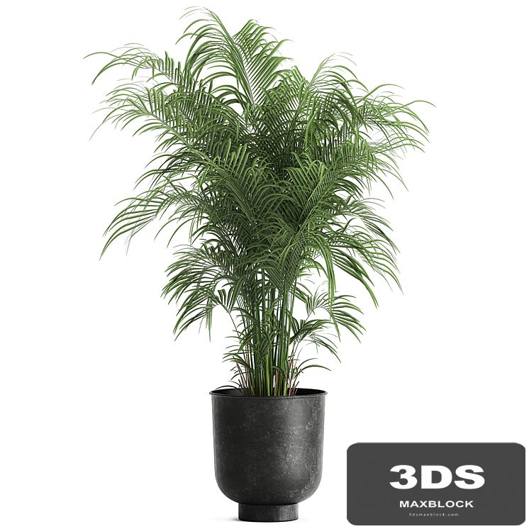 Decorative small lush palm tree in a black metal pot Howea forsteriana , kentia. 900.