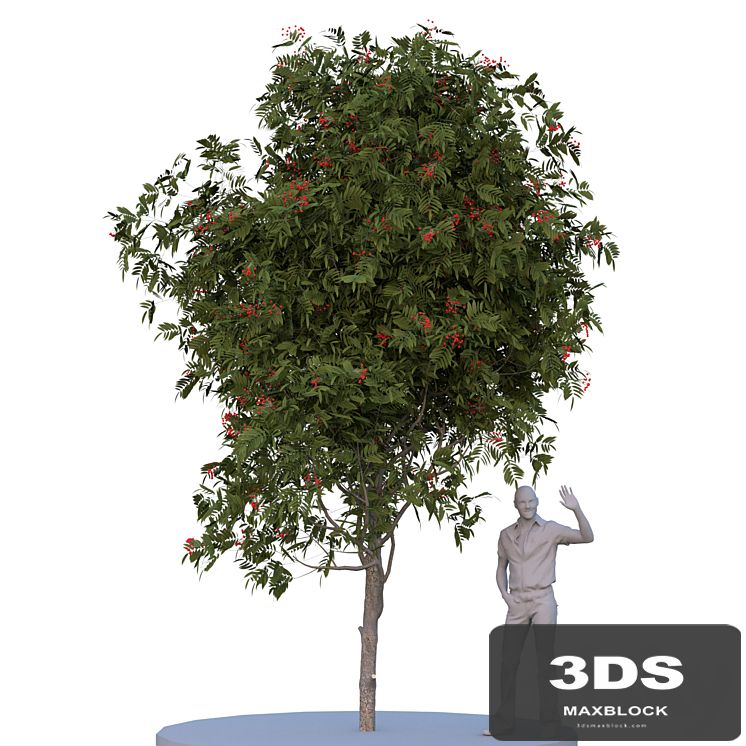Rowan tree. Summer autumn