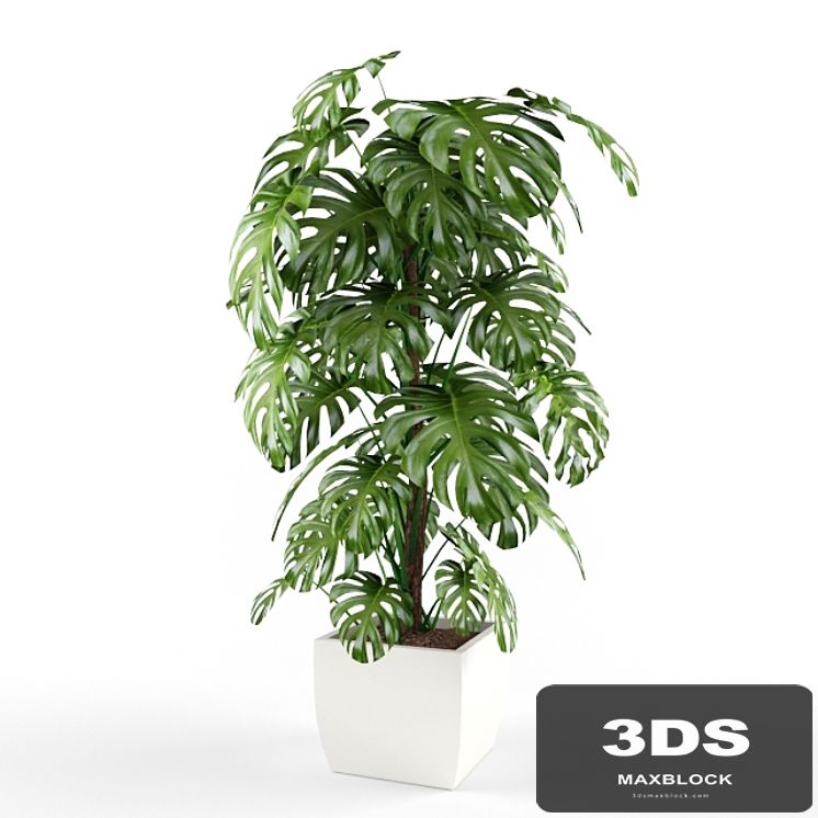 plant