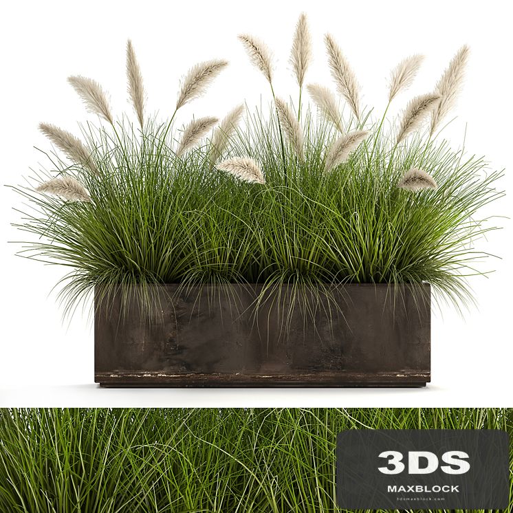 Bush plants in a metal outdoor pot with white Pampas grass, veynik, reed. 902.