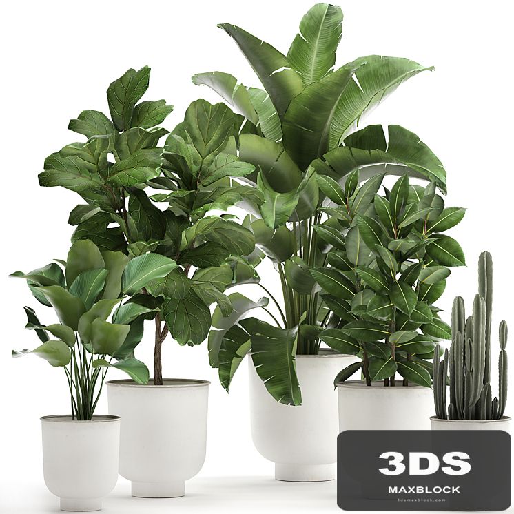 Collection of plants in white pots with banana palm, ficus tree, Strelitzia. Set 906.