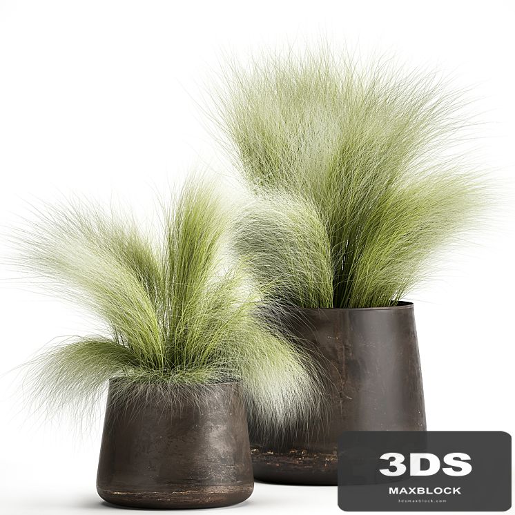 Collection of plants of fluffy bushes in outdoor pots Grass grass, hummock. Set 908.