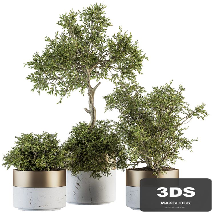 indoor Plant Set 200 - Tree in pot