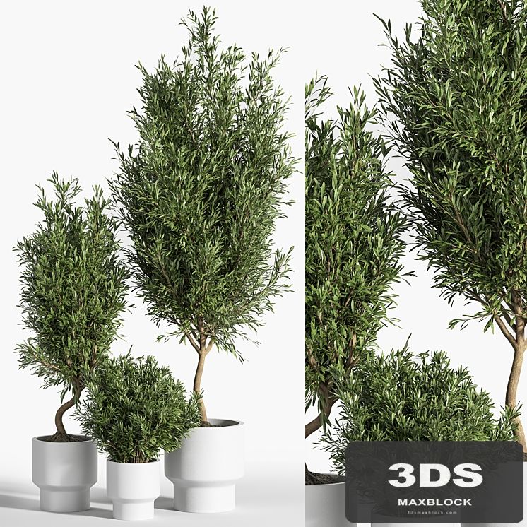 indoor plant olive set 04