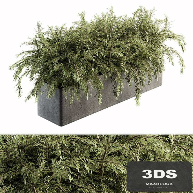 Outdoor Plant Set 180 - Plant in Pot