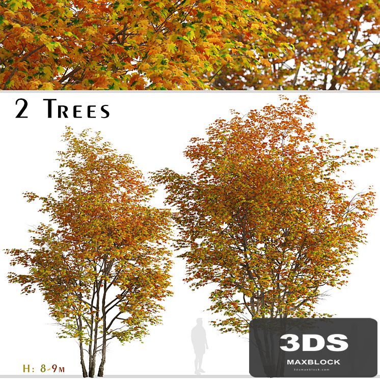 Set of Silver maple Tree (Creek maple) (2 Trees)
