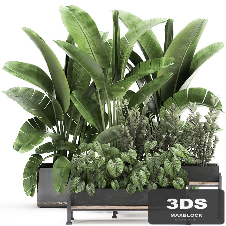 Collection of plants in potted flower beds with Thickets, Strelitzia, banana, Zamiokulkas, Philodendron, jungle. Set 914.