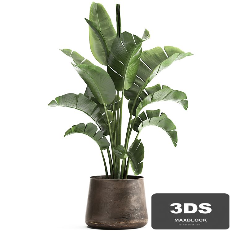 Beautiful lush banana palm in a metal pot Strelitzia, ravenala. 916.