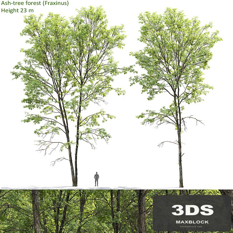 Ash-tree forest #1 (23m)