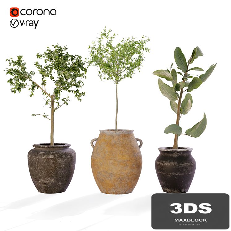 Plant Collection Vol. 01