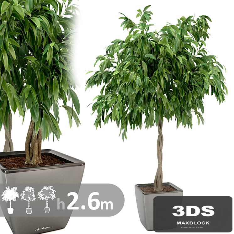 Ficus Ali / Ficus binnendijkii