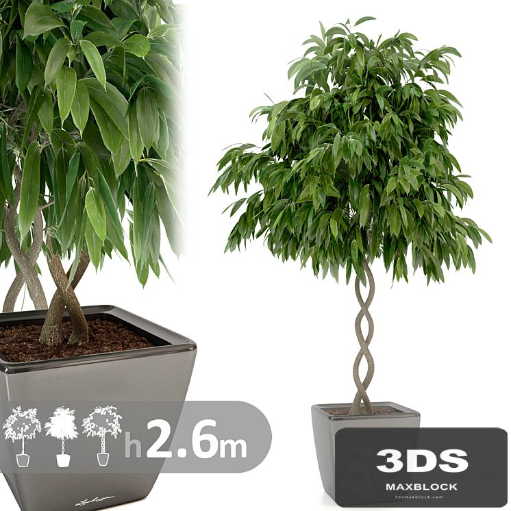 Ficus Ali / Ficus binnendijkii
