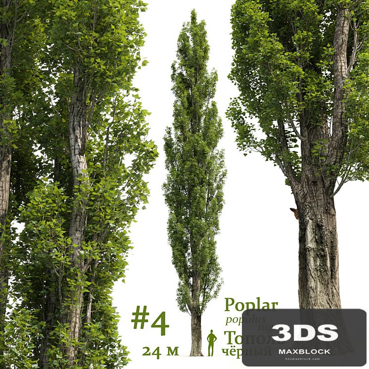 Poplar / Populus # 4