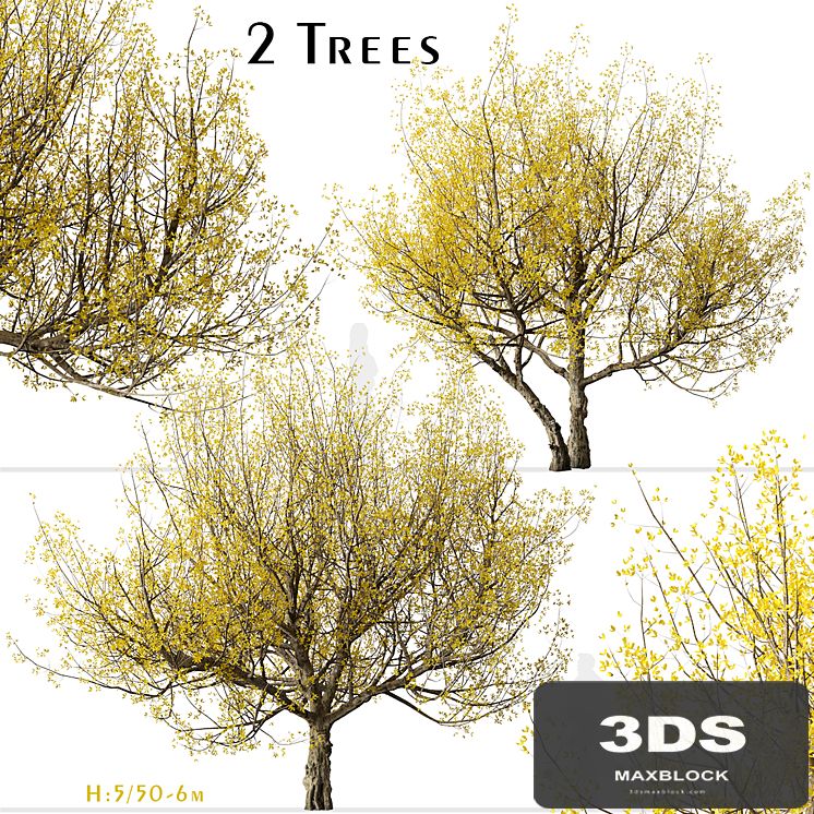 Set of Flowering Cornus mas Trees (Cornelian cherry) (2 Trees)