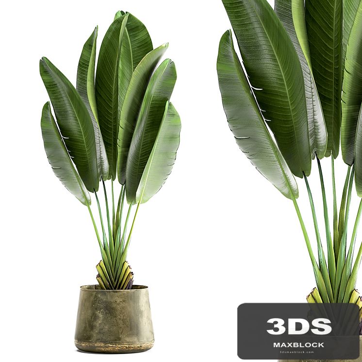 Exotic small flower in a pot with Ravenala, Strelitzia, Banana palm. 926.
