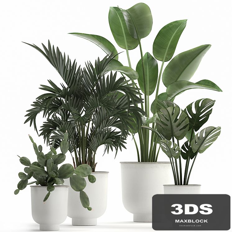 Collection of indoor plants in white vases with monstera, cactus, Strelitzia, Hovea,palm, cactus. Set 927.