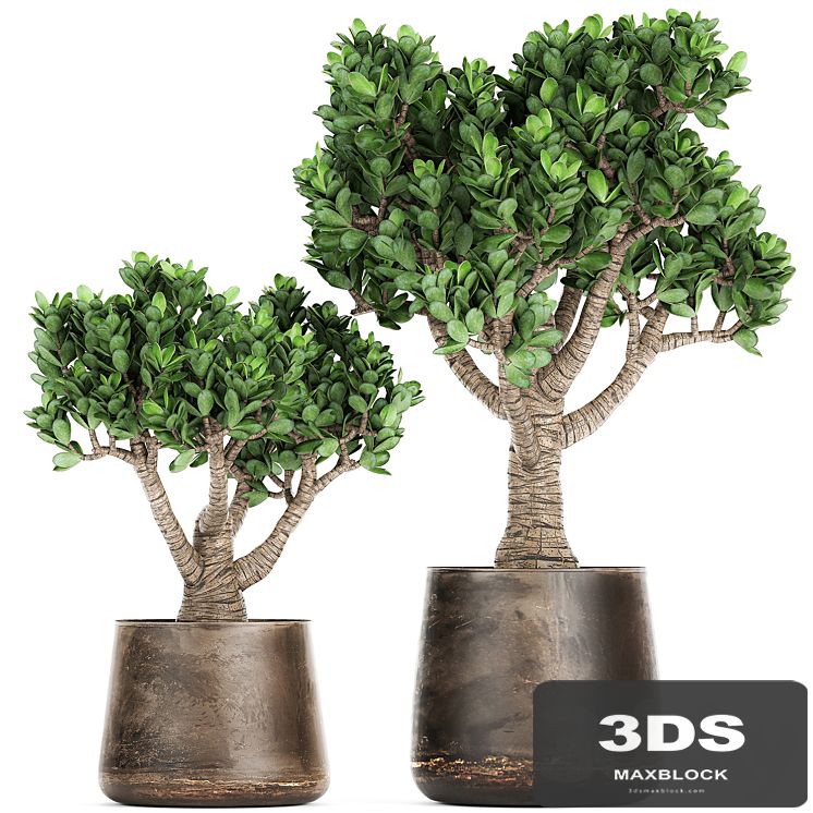 Collection of plants in metal pots with flower Crassula. Set 930.