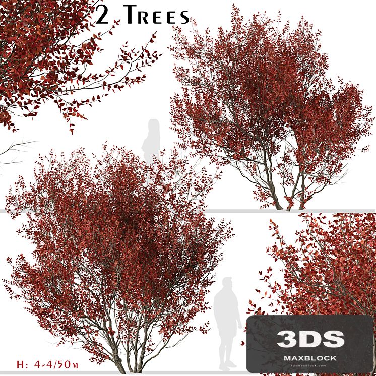 Set of Cotinus Grace Trees (Smoke Tree) (2 Trees)