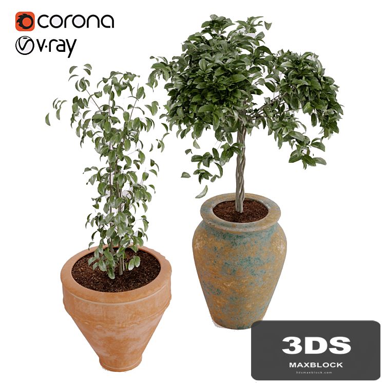 Plant collection Vol. 02 boho style in pottery rustic