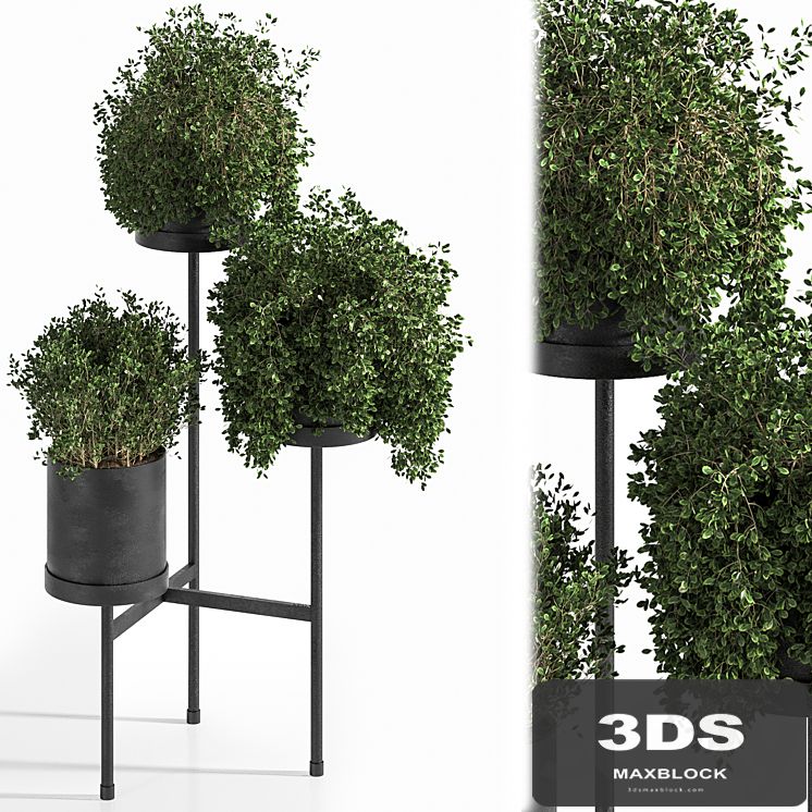 Indoor Plant Set 03