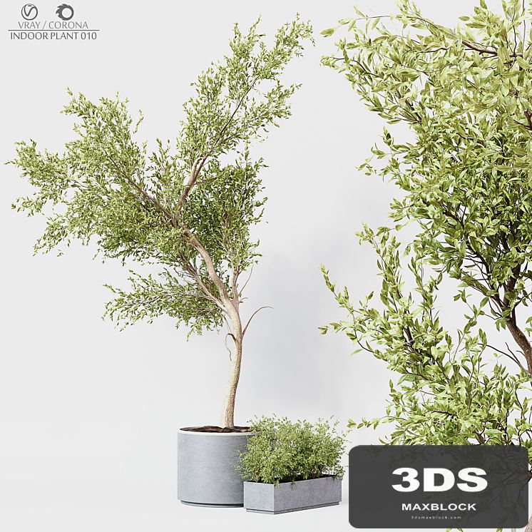Indoor Plant 010