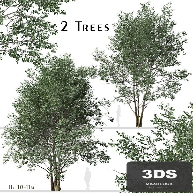 Set of Downy Birch Trees (Betula pubescens) (2 Trees)