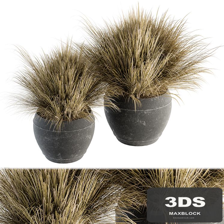 Outdoor Plant Set 204 - Dried Grass in Pot
