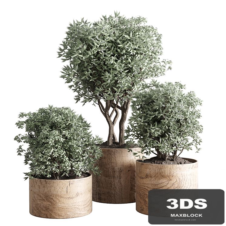 collection Indoor plant 42-wood vase