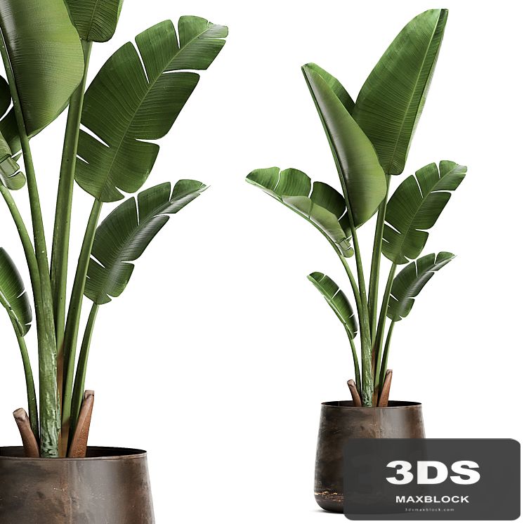 Beautiful banana palm in a metal pot with Strelitzia, ravenala. 947.