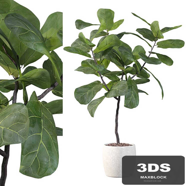 Plants collection 101 - ficus lyrata