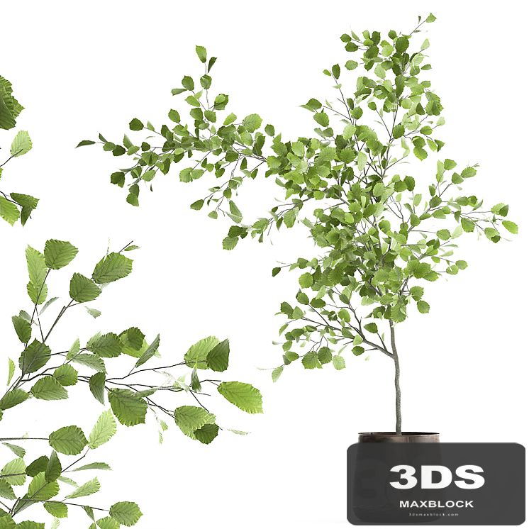 Decorative small Linden tree, Hazel in a rusty metal pot. Set 953.