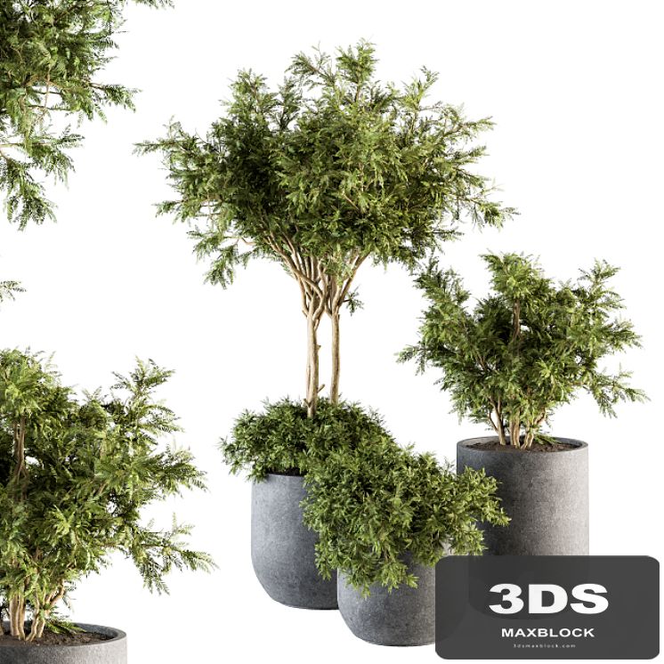 Outdoor Plant Set 198 - Plant and Tree in Pot