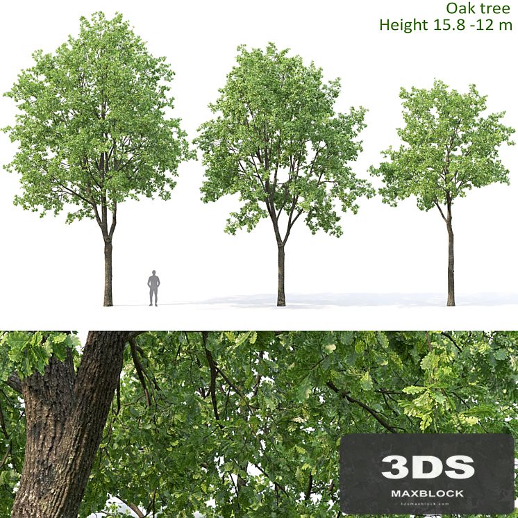 Oak