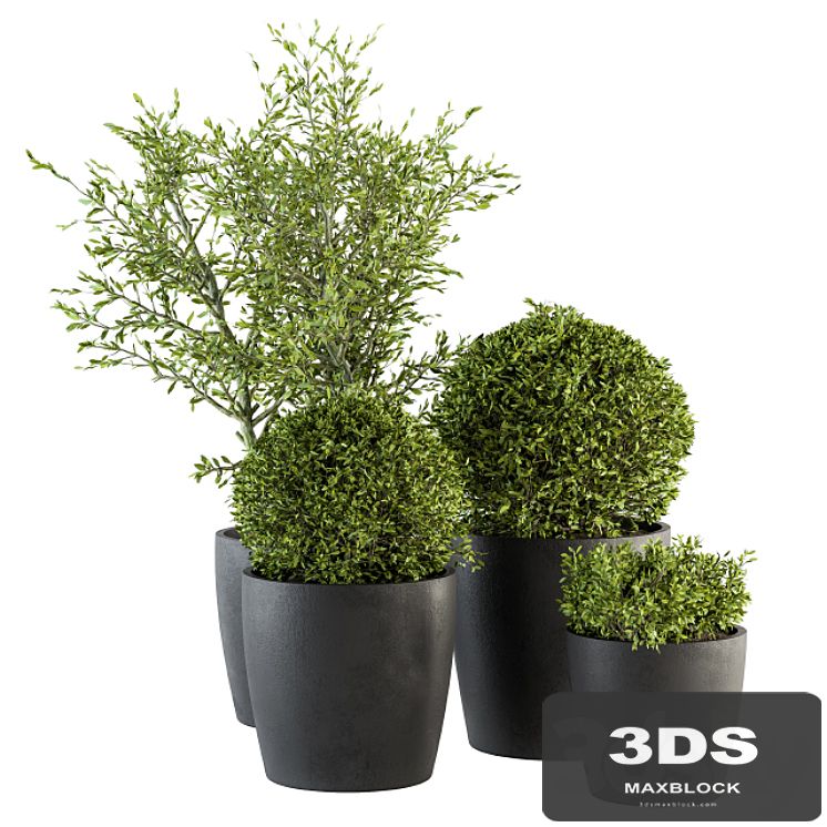 Outdoor Plant Set 209 - Plant and Tree in Pot