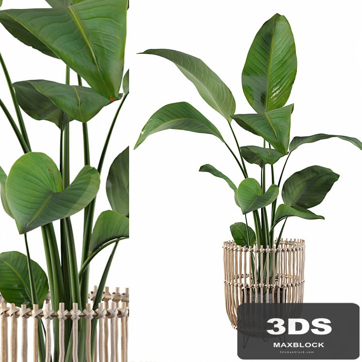 Plants collection 103 - strelitzia