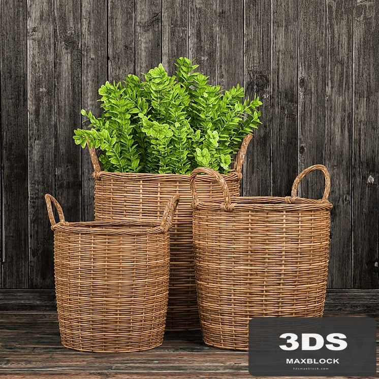 Basket with plants